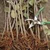 Районы Саратовской области не спешат за бесплатными саженцами